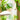 The Role of Xylitol and Erythritol in Enhancing Oral Health - SmileSip USA